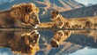 © Musarat - A yellow lion youngster observes an adult lion reflection in water against a mountainous backdrop