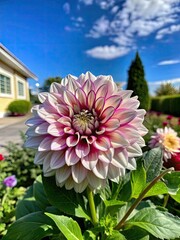 Wall Mural - Blooming dahlia flower in a sunny garden.