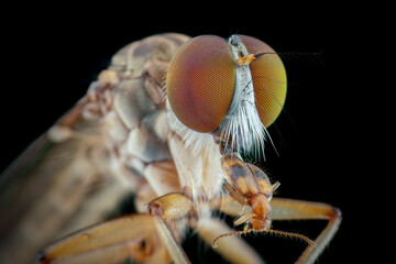 Closeup robber fly 