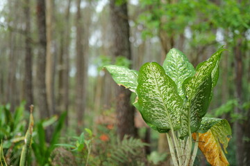 close up of green leaves