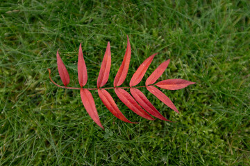 Wall Mural - Autumn wallpaper,  fallen red rowan leaf