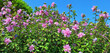 © Tanya - Panorama of hebiscus bushes with pink flowers bloom in a park against a blue sky.