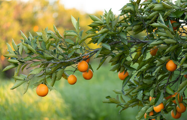 orange tree with fruits