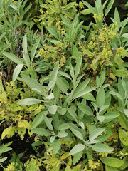 Wall Mural - sage plant texture