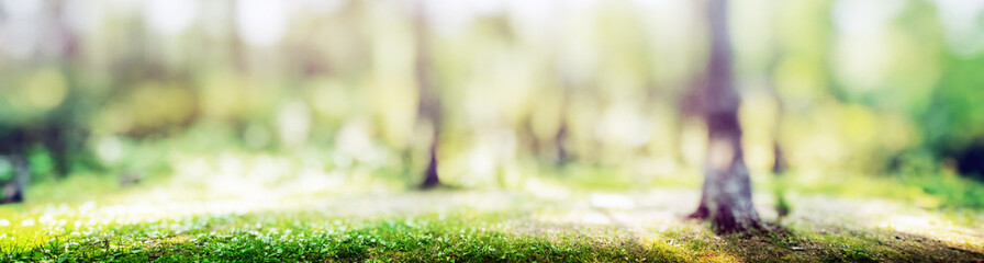 Poster - Forest bokeh nature background