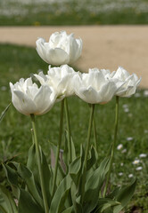 Wall Mural - tulipes blanches