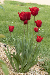 Wall Mural - tulipes rouges