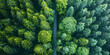 © Duka Mer - Aerial view of a forest road in the forest, on a sunny day, showing the connection between nature and transport innovation.