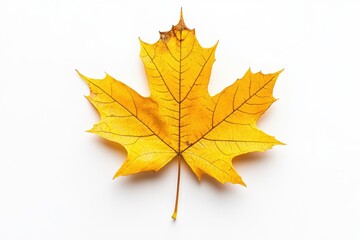 nature photography, maple leaf in gold with autumn shade and detailed design stands out on a plain white background