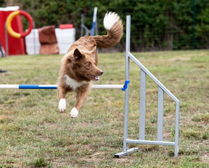 Poster - dog and agility