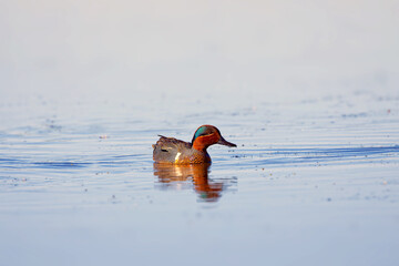 Wall Mural - Green-winged Teal (Anas crecca carolinensis) , common teal on the lake. Males have a cinnamon-colored head with a green crescent behind the eye.