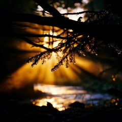 Poster - Sun rays shining through tree branches over a flowing stream.