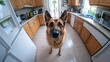 © Nikita - A curious German Shepherd looking up with wide eyes in a kitchen, creating a humorous and heartwarming moment in a home setting..