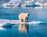 Polar Bear with reflection, warm light