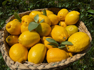 Wall Mural - Lemons yellow ripe sour fruits in basket