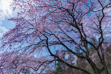 blossom in spring