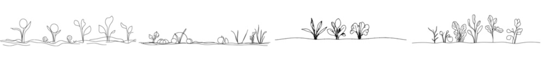 Leinwandbilder - The illustration shows a continuous line of vegetables growing. Organic garlic, onions, potatoes, and carrots are illustrated hand-drawn.
