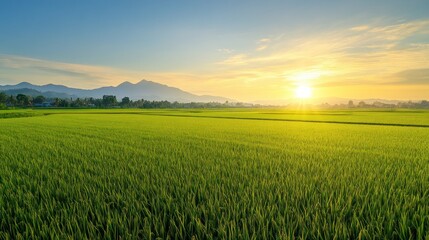 Sticker - A serene landscape of green rice fields under a sunrise with mountains in the background.