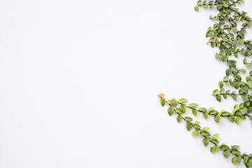 Wall Mural - A white background with green leaves on it. The leaves are on the wall and are growing upwards