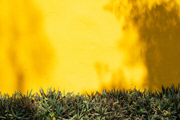 Wall Mural - A yellow wall with a tree's shadow cast on it