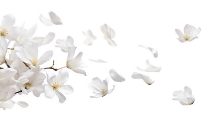 Wall Mural - flying white petals isolated on transparent background cutout