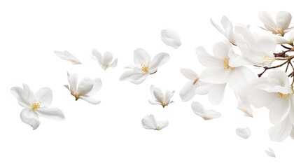 Wall Mural - flying white petals isolated on transparent background cutout