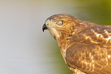 Wall Mural - A portrait of a juvenile red-tailed hawk (Buteo jamaicensis) 