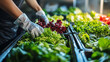 © VERTEX SPACE - Fresh greens are being sorted and arranged in market, showcasing vibrant variety of lettuce and leafy vegetables. careful handling reflects commitment to quality and freshness