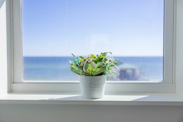 Potted plant with ocean view