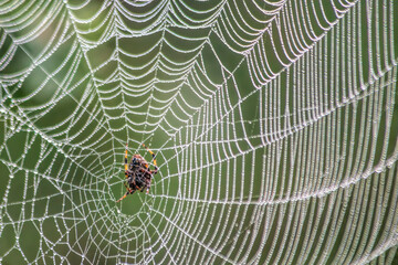 Spider on Intricate Web