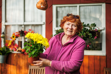 Wall Mural - Happy smiling senior woman is holding potted yellow chrysanthemum in flower pot. Gardening to create autumn floral decoration