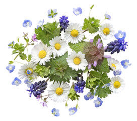 Wall Mural - frise de fleurs printanières sauvages