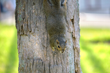 Beautiful wild gray squirrel climbing tree trunk in summer town park