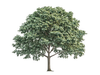 lush green tree with a full canopy, set against a clear white background.