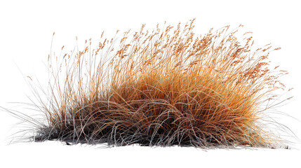 A bunch of dry grass is on a white background