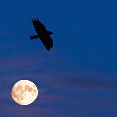 Canvas Print - A bird silhouetted against the moon in a night sky