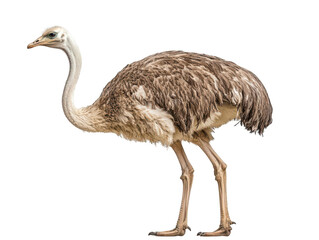 A majestic ostrich standing with its long neck and elegant plumage.