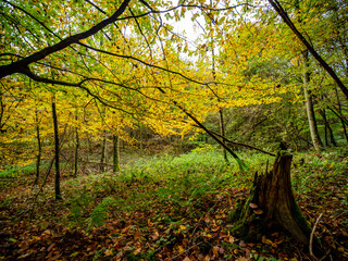 Herbstlich gefärbte Laubbäume im Mischwald