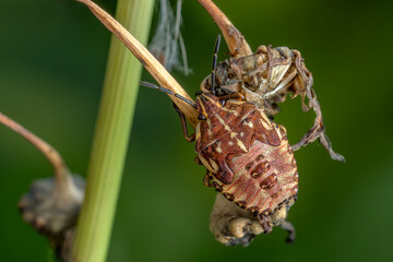 Wall Mural - Shield bug - Carpocoris purpureipennis, beautiful colored insect from European meadows, Zlin, Czech Republic.