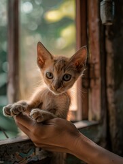 Canvas Print - A small kitten sits in the palm of a person's hand. AI.