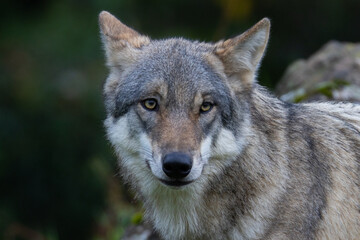 wiley, witty, and wild, the wolf. adult male gray wolf (canis lupus) native to north america. bright