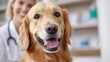 © Pinklife - A healthy Golden Retriever in a veterinary clinic with a smiling vet signifies trust and the positive bond between pet and caregiver in a professional environment.