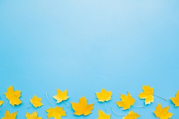 Wall Mural - Fresh yellow maple autumn leaves on light blue table background. Pastel color. Closeup. Empty place for inspirational, positive text, quote or sayings. Top down view.