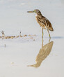 © The Velvet Media - great blue heron