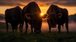 © Helois - Three cows silhouetted against a sunset, with the sun shining through the center cow's ears, and mist in the background.