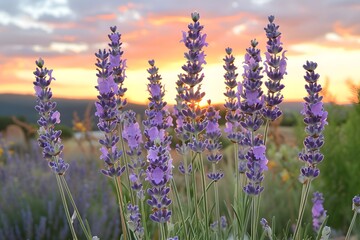 Wall Mural - Serene Lavender Fields at Sunset