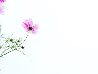 Purple cosmos flowers booming on white background. copy space.