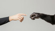 © Nazlykhan - Human and ape hands reaching out in a connection gesture on gray background