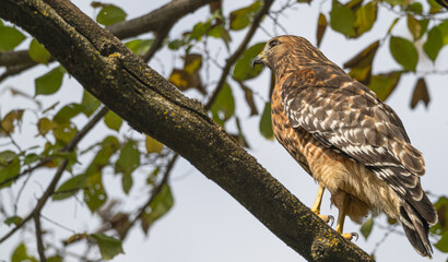 closeup of a red-shouldered hawk perched in a tree.