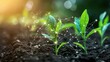 © TopMedia - Thriving Corn Seedlings in Smart Farming Environment